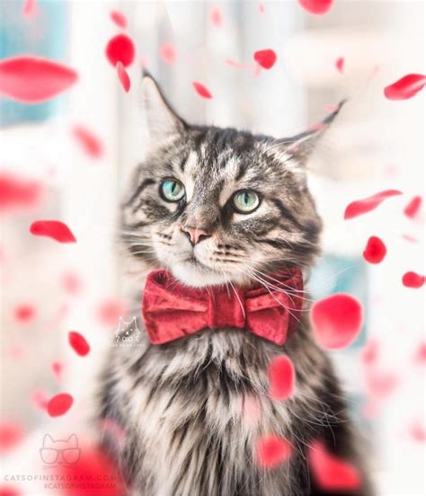 Tatlı Kedi Fotoğrafları Resim Kümesi Kelime