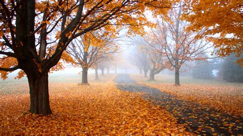 Stock Images Autumn, leaves, tree, yellow, 4K, Stock Images #19563