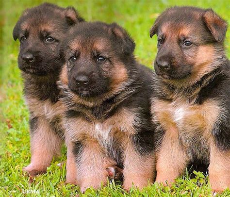Rules Of The Jungle Gsd Puppies