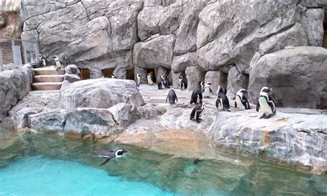 Nagasaki Penguin Aquarium All You Need To Know Before You Go