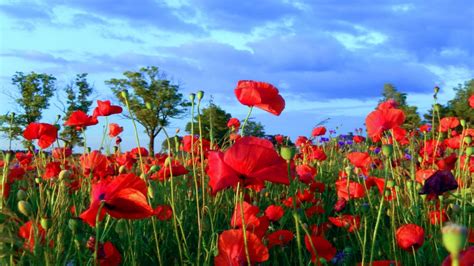 Poppy Field Red Flowers Wallpaper For Desktop