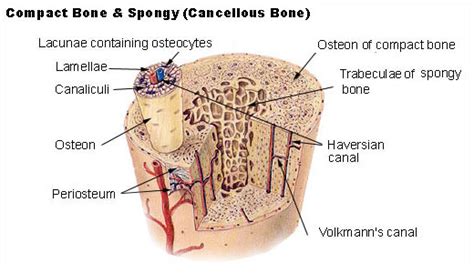 Structure Of Bone Tissue Seer Training