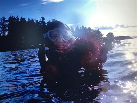 Snorkel Alaska Ketchikan 2020 Ce Quil Faut Savoir Pour Votre