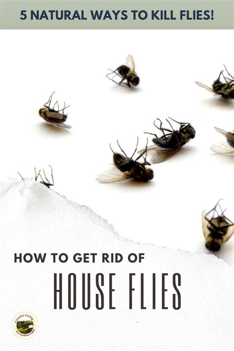 How To Get Rid Of Flies In The House Get Rid Of Flies Natural