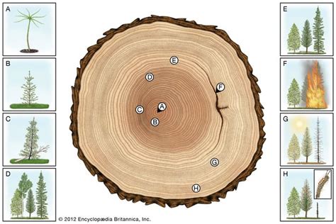 Tree The Anatomy And Organization Of Wood Britannica
