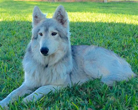 Wolf Malamute Hybrid Pups In Colorado Sitka And Julia