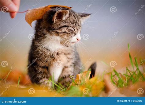 Adorable Tabby Kitten Under An Autumn Leaf Stock Image Image Of