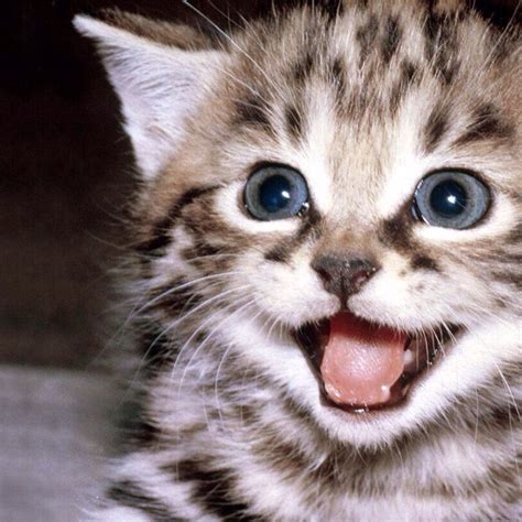 35 Smiling Animals That Will Instantly Make You Smile Pets N More