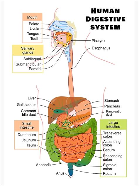 Lámina Fotográfica Diagrama Del Sistema Digestivo Humano De