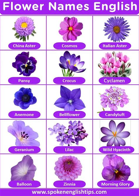 Purple Flowers Names In 2023 Flower Names Flowers Name List Types