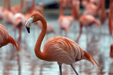 Flamingos Elephants And Sharks How Do Blind Adults Learn About