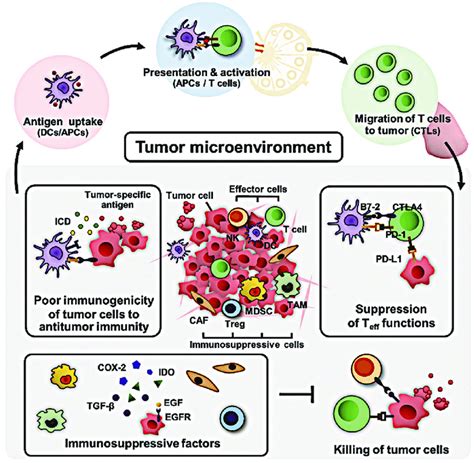 Immune Cells In The Immunosuppressive Tme Dcsapcs Dendritic