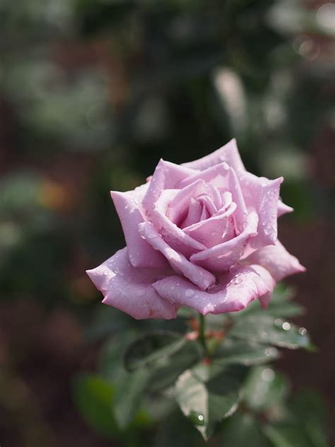 Rose Madame Violet At Oji Rose Garden Hybrid Tea