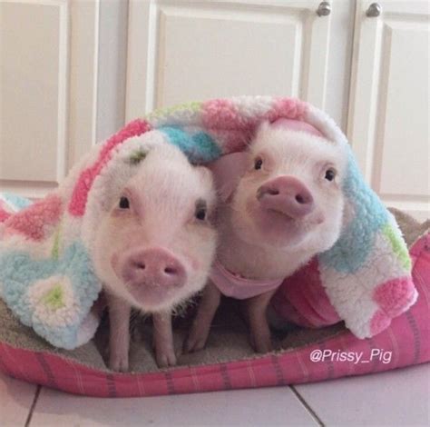 Real Pigs In Actual Blankets We So Needed This Cute Baby Pigs