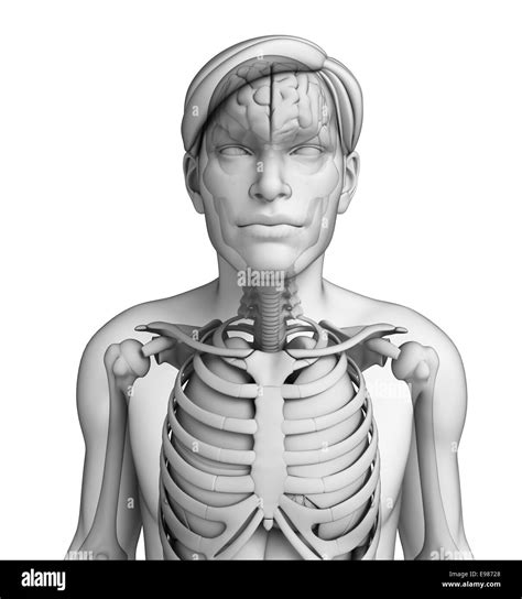 Illustrazione Del Corpo Umano Sistema Respiratorio Foto Stock Alamy