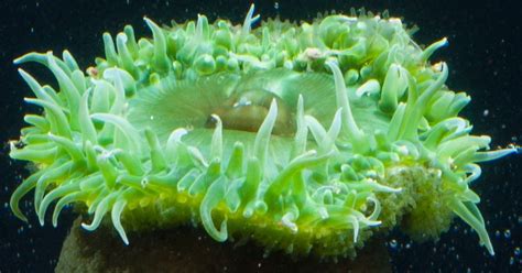 Giant Green Anemone · Tennessee Aquarium