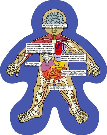 Human Body Systems For Kids