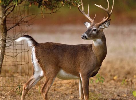 How To Read Whitetail Body Language Mossy Oak