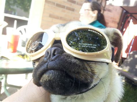 Elli Got Her Doggles Today Pugs