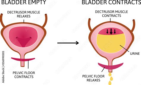 How The Bladder Works The Bladder Muscles Contract While The Sphincter