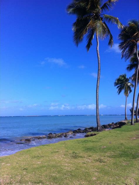 Beautiful Water And Palm Trees Tropical Paradise Palm Trees Water