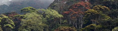 A rainforest is typically made up of four key layers: Locations - Tropical Rainforests