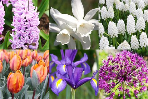 Best Spring Blooms For Vases And Fragrance Up To 90 Days Of Fragrance