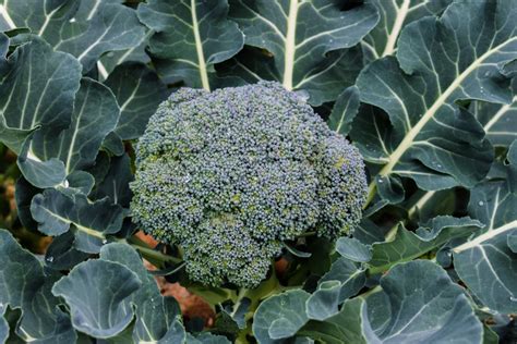 How Long Does Broccoli Last Discover How Easily You Can Keep Broccoli