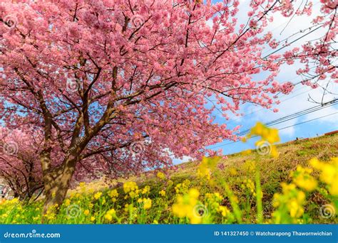 Japan Tree Sakura Isolated Prunus Cerasus Royalty Free Stock