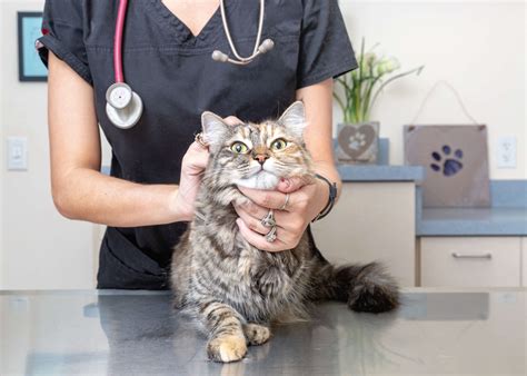 Top Reasons To Visit A Cat Friendly Practice All About Cats
