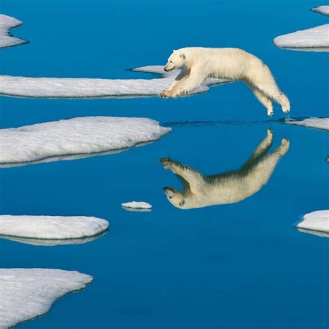 Polar Bear National Geographic Photographers Wildlife Photography
