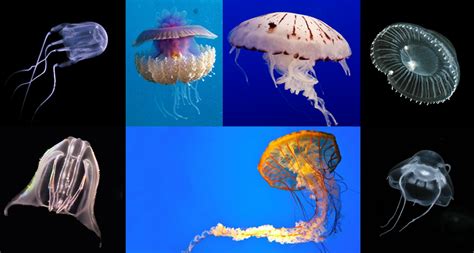 Explainer Jelly Vs Jellyfish Whats The Difference