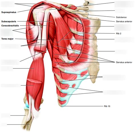 Muscles Of Pectoral Girdle And Upper Limb Diagram Quizlet