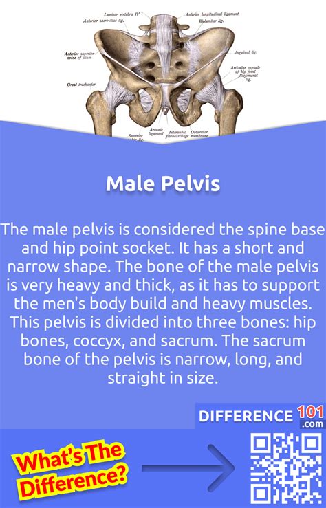 Male Vs Female Pelvis 6 Key Differences Pros And Cons Similarities