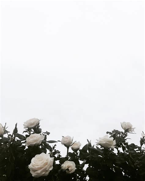 Black And White Rose Aesthetic K Wallpapers Wallpaper Cave