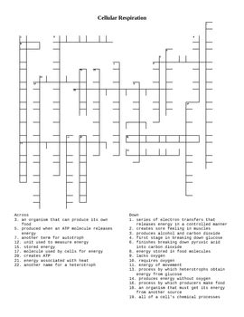 In the mean time we talk concerning cell crossword puzzle worksheet answers, we already collected some variation of pictures to inform you more. Cellular Respiration Vocabulary Mastery and Crossword ...