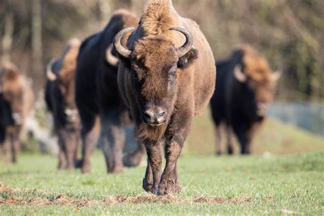 European Bison Fota Wildlife Park