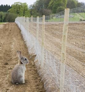 Keep the fence at least two inches away from vulnerable stems so rabbits can't press against it to reach a stem. Rabbit Proof Garden Fencing | LoveToKnow