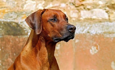 10 African Dog Breeds Exotic Canine Companions