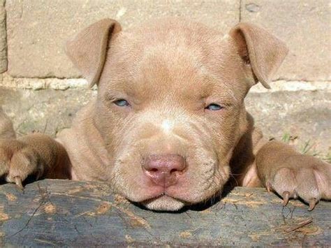 Finde die besten kostenlosen videos zu pitbull puppies for adoption in ct. Blue Nose Pitbull Puppies For Sale Near Me Craigslist Ct - Craigslis Jobs