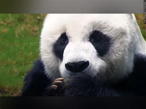 Memphis Zoo Pandas Ya Ya Le Le To Return To China Wbbj Tv