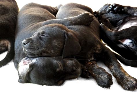 Free Images Puppy Sleeping Livestock Black Pets Vertebrate