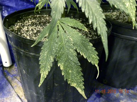 How To Get Rid Of Thrips For Good Grow Weed Easy