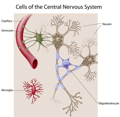 Types Of Brain Cells Medical Science Navigator