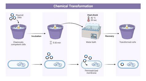 Bacterial Chemical Transformation Biorender Science Templates