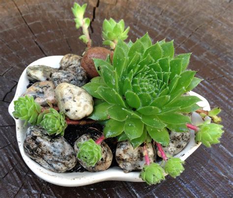 A White Bowl Filled With Lots Of Different Types Of Succulents And Rocks