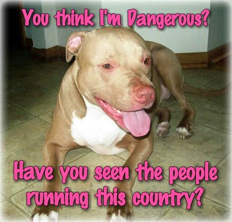 Funny Quotes About Pit Bull Quotesgram