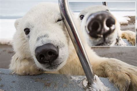 Super Cute Polar Bear Cub Poses For A Selfie As He Tries