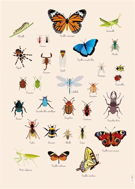 Poster Géant 44 Stickers Insectes Avec Les Noms Des Intérieur Les
