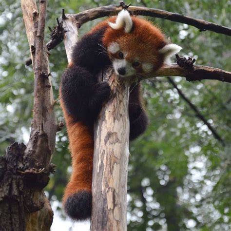 Red Panda One Of The Cutest Animal In The World